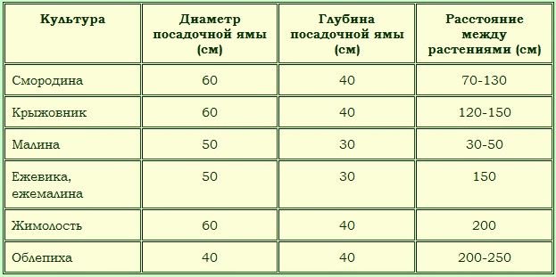 At what distance from each other are gooseberry and currant bushes planted?