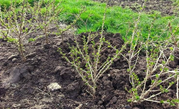 At what distance from each other are gooseberry and currant bushes planted?