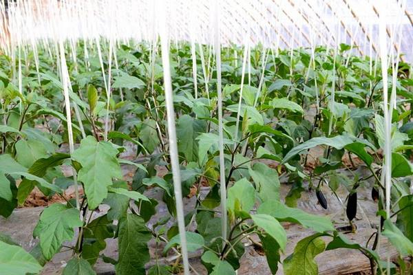 What to do if eggplant flowers fall off in a greenhouse and why does this happen?
