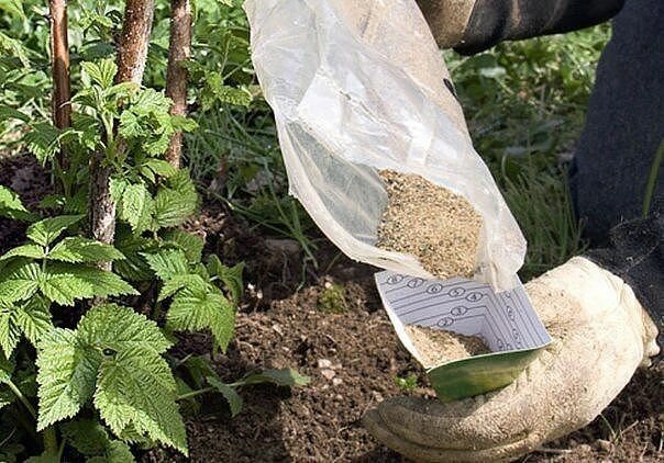 What is the best way to feed raspberries in July for a good harvest?