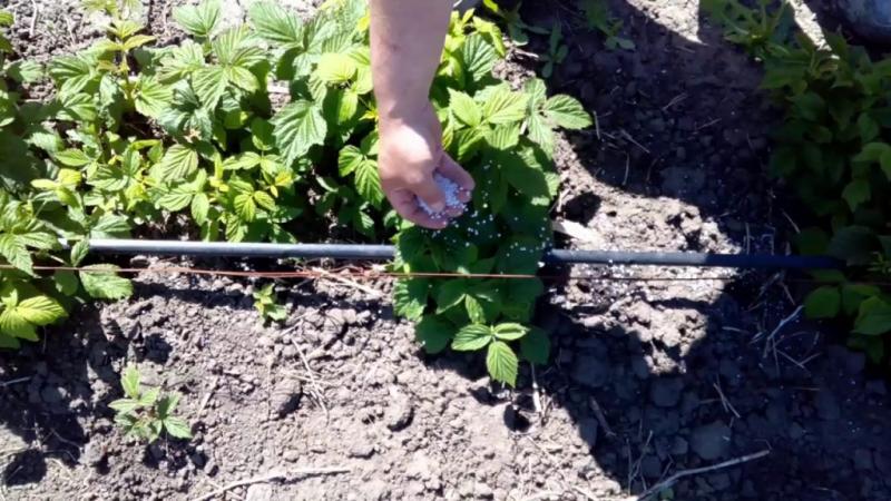 What is the best way to feed raspberries in July for a good harvest?