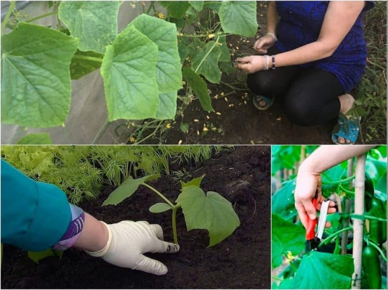 How to properly trim the leaves of cucumbers in a greenhouse and is it necessary to do so?