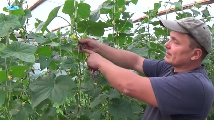 How to properly trim the leaves of cucumbers in a greenhouse and is it necessary to do so?
