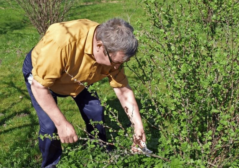 African gooseberry reviews