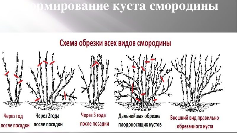 Timing and technology for pruning currant and gooseberry bushes in spring, summer and autumn