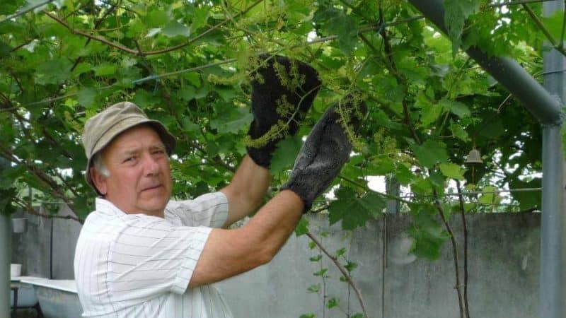 Caring for grapes in summer: necessary work in the vineyard and advice from experienced winegrowers