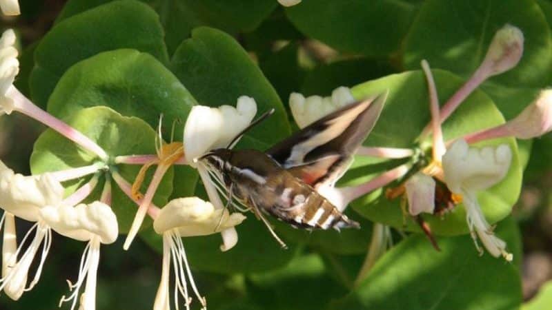 Why does honeysuckle bear fruit poorly?