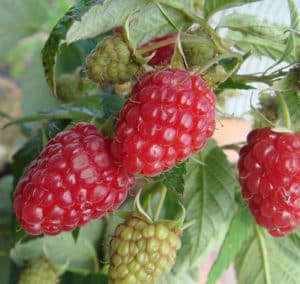 Characteristics and description of the best raspberry varieties