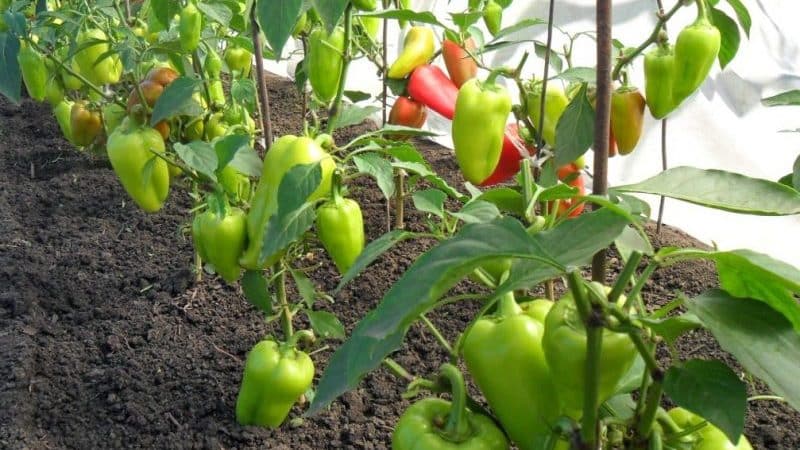 How to escape from pepper pests in a greenhouse
