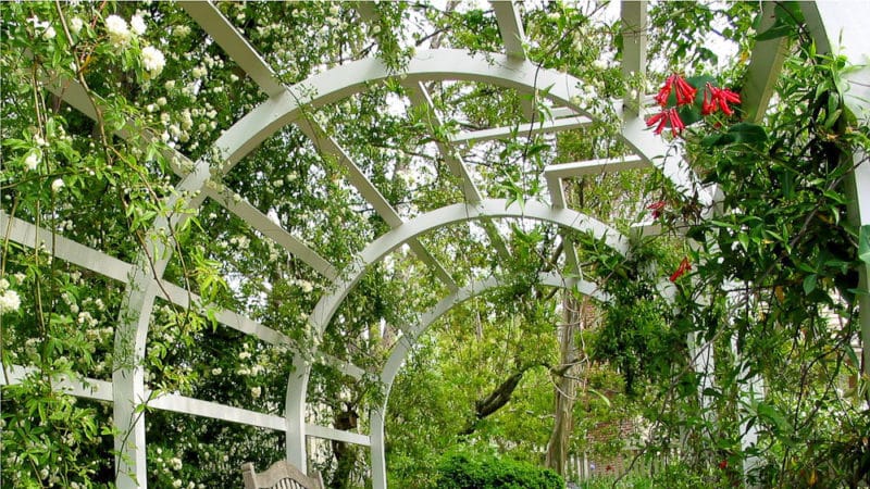 How to make a pergola for grapes with your own hands