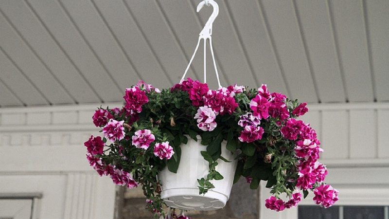 Planting and caring for petunia while flowering in a pot