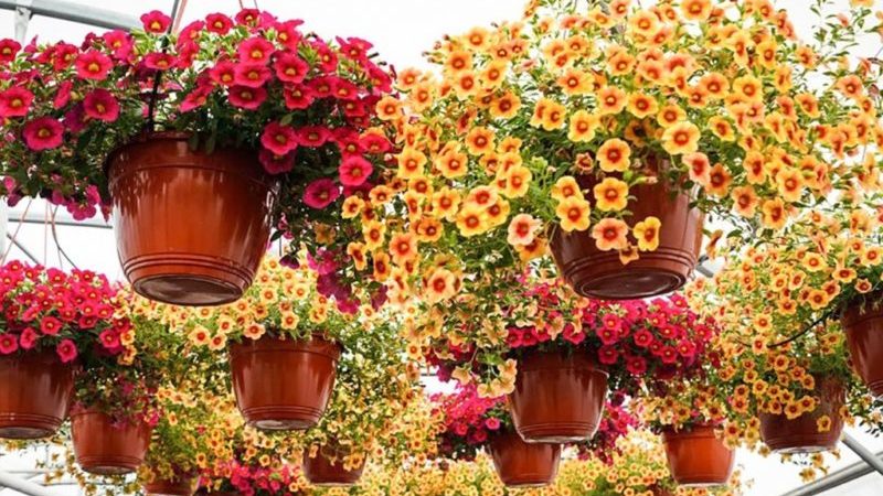 Planting and caring for petunia while flowering in a pot