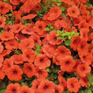 Description, varieties, cultivation of petunia Gioconda
