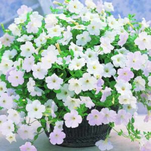 Description, varieties, cultivation of petunia Gioconda