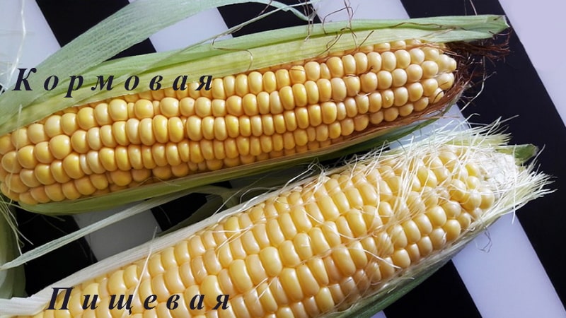 How to distinguish feed corn from food corn and the scope of application of both types