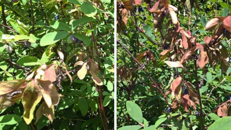 Why honeysuckle does not grow - reasons and ways to solve the problem