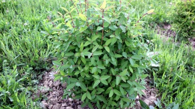 Why does honeysuckle bear fruit poorly?