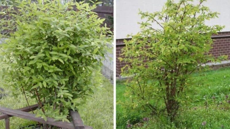 Why honeysuckle does not grow - reasons and ways to solve the problem