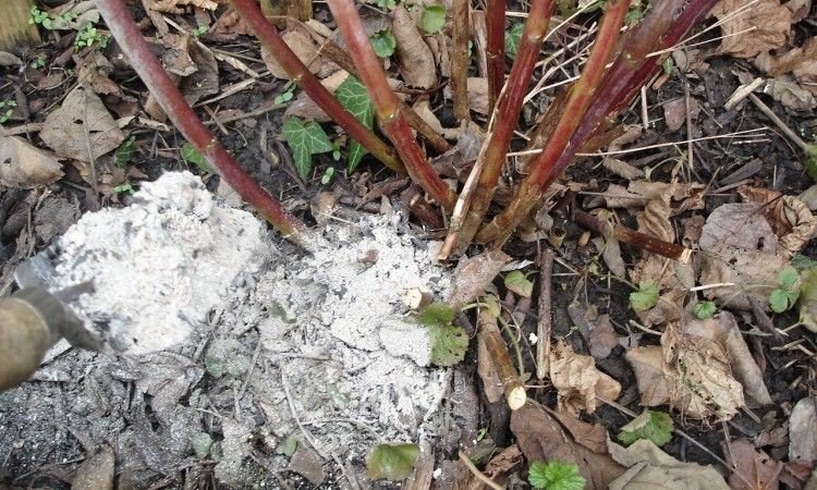 How to fertilize raspberry ash in summer: instructions