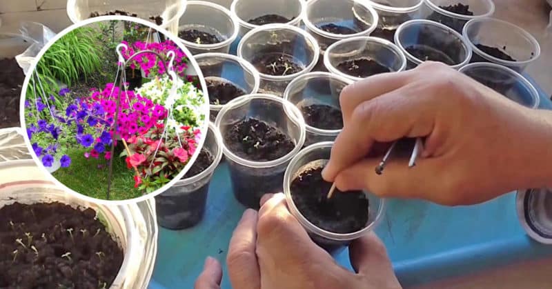 How, when and what to feed petunia for lush flowering