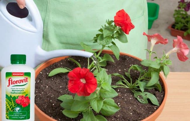 How, when and what to feed petunia for lush flowering