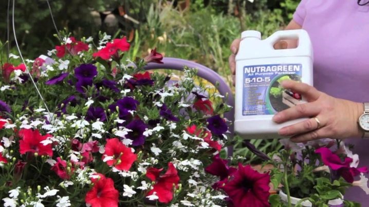 How, when and what to feed petunia for lush flowering