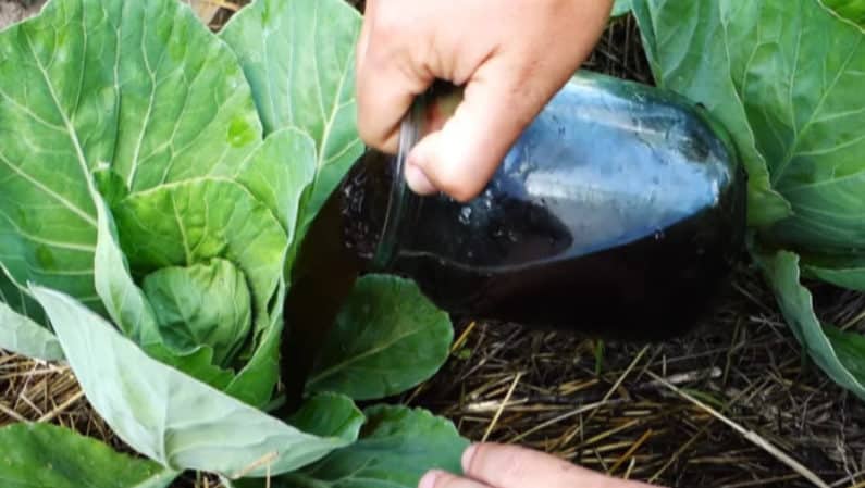 Why did cabbage leaves turn purple and what to do about it?