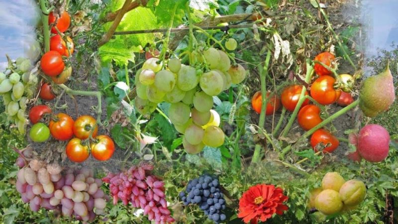 Recommendations from experienced winegrowers: is it possible to plant different varieties of grapes side by side and what are the benefits and harms of this?
