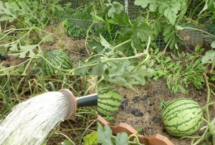 How often to water watermelons and melons in a greenhouse and open ground