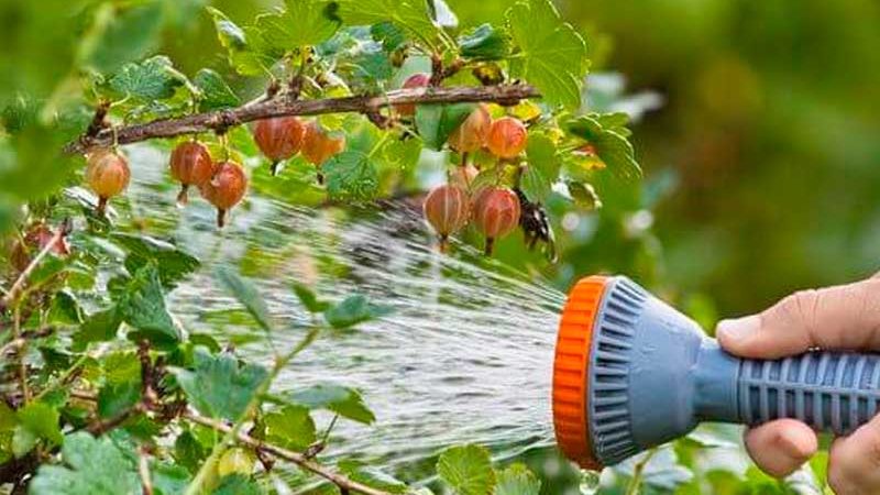 How much and how often to water gooseberries and currants in summer