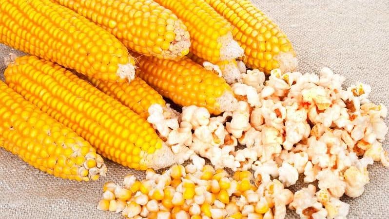 How to distinguish feed corn from food corn and the scope of application of both types