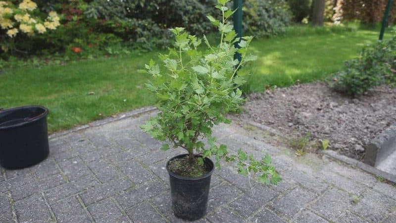 How to plant gooseberry seedlings correctly