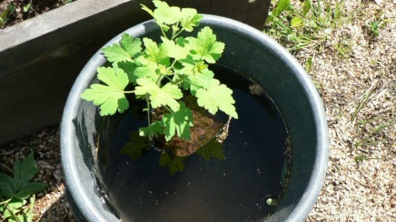How to plant gooseberry seedlings correctly