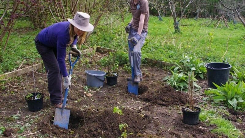How to plant gooseberry seedlings correctly