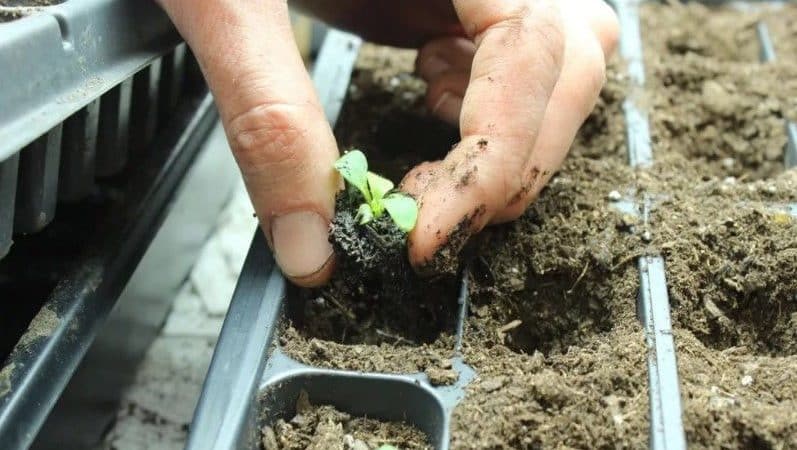 Planting and caring for petunia while flowering in a pot
