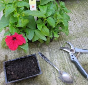 Planting and caring for petunia while flowering in a pot