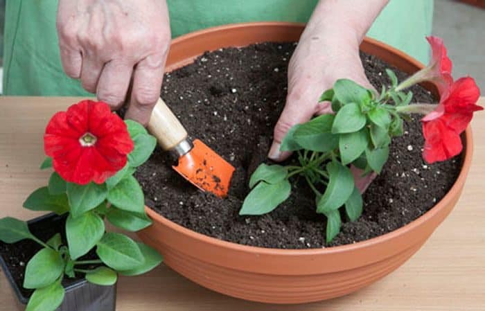 Planting and caring for petunia while flowering in a pot