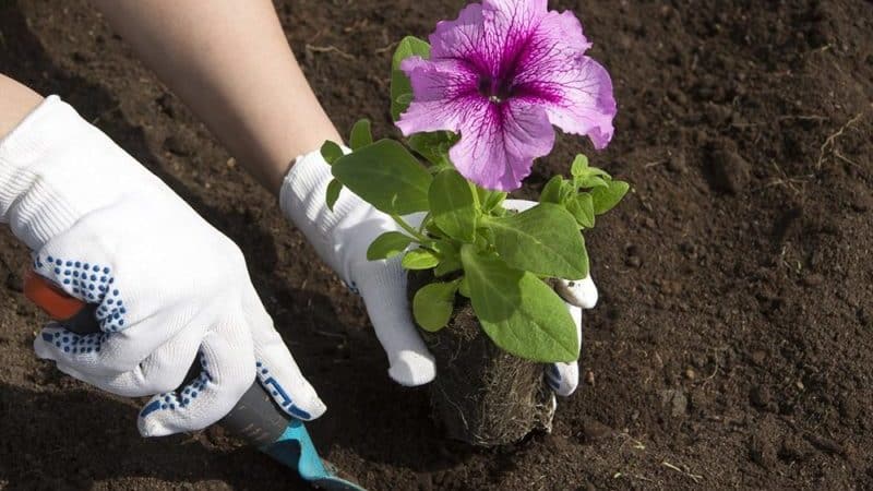 Planting and caring for petunia while flowering in a pot