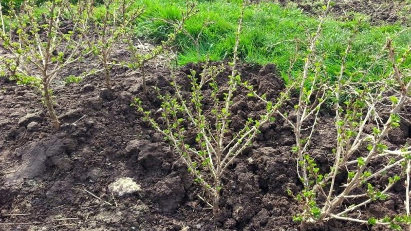 Why there are no berries on gooseberries and how to fix it