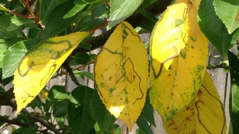 Cherry leaves turn yellow in July: what to do and why this happens
