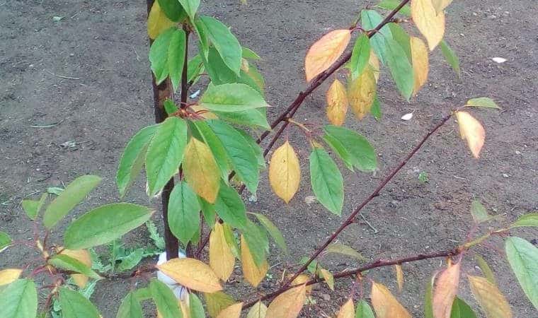 Cherry leaves turn yellow in July: what to do and why this happens