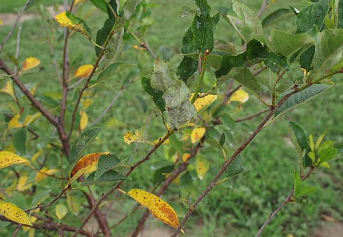Cherry leaves turn yellow in July: what to do and why this happens
