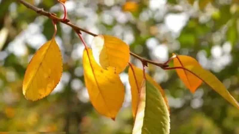 Cherry leaves turn yellow in July: what to do and why this happens