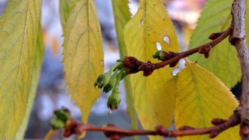 Cherry leaves turn yellow in July: what to do and why this happens