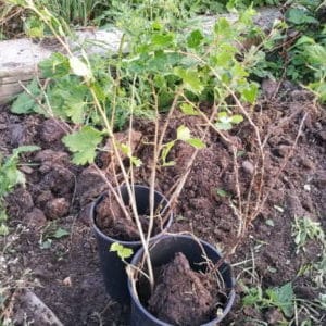 At what distance from each other are gooseberry and currant bushes planted?