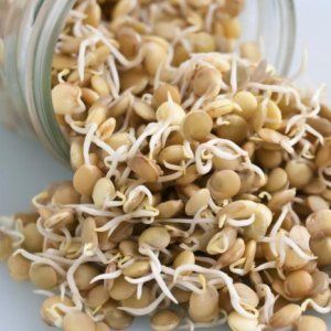 Features of the production and use of wheat sprouts