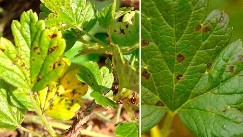 Why do spots appear on gooseberry leaves?