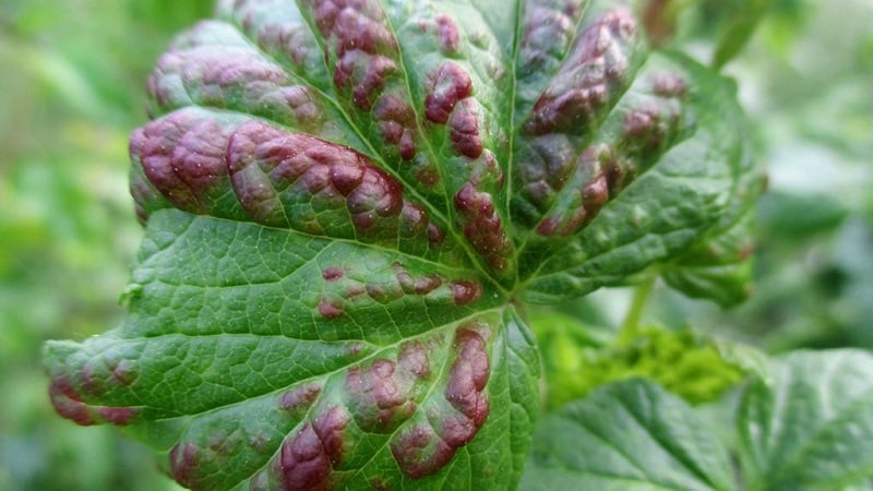 Why do spots appear on gooseberry leaves?