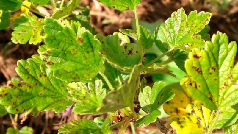Why do spots appear on gooseberry leaves?