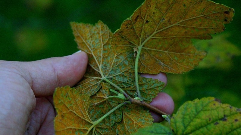 Why do spots appear on gooseberry leaves?